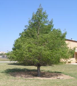 Montezuma Cypress Tree