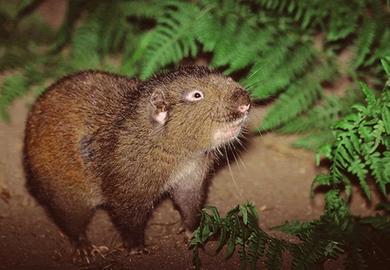 A cute mountain beaver that seems to be smiling