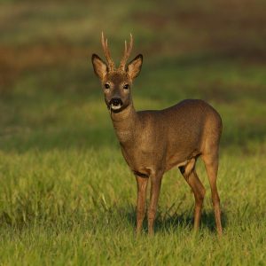 Roe Deer Images