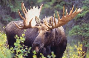 Alaska Moose Antlers