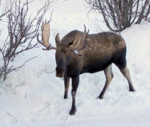 Alaskan Moose in Snow