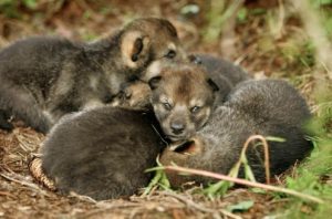Eurasian Wolf Pup