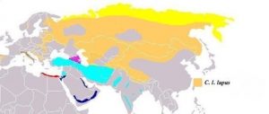 Eurasian Wolf Range