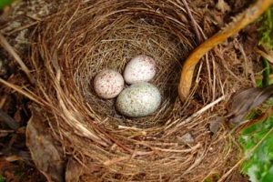 Olive Sided Flycatcher Eggs