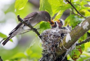 Olive Sided Flycatcher Nest