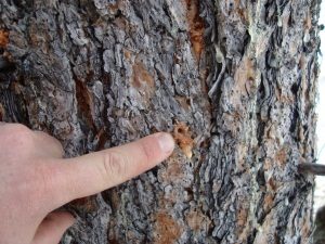 Pine Bark Beetle Infestation
