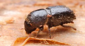 Western Pine Beetle