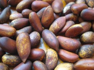 Pinyon Pine Nuts