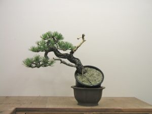 Ponderosa Pine Bonsai
