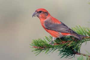 Red Crossbill Pictures