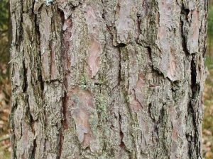 Scots Pine Bark