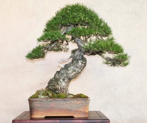 Scots Pine Bonsai