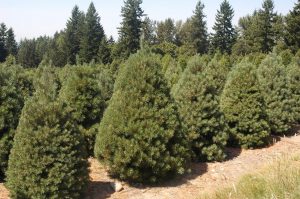 Scots Pine Christmas Tree
