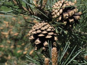 Scots Pine Cone