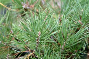 Scots Pine Needles