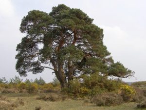 Scottish Pine