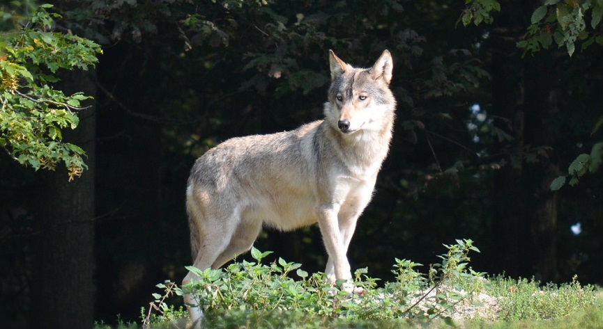Tundra Wolf Facts, Adaptations, Pictures