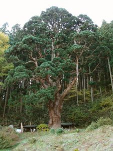 Sugi Tree