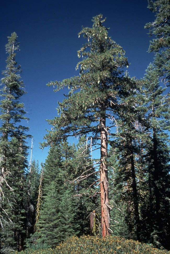 Sugar Pine (U.S. National Park Service)