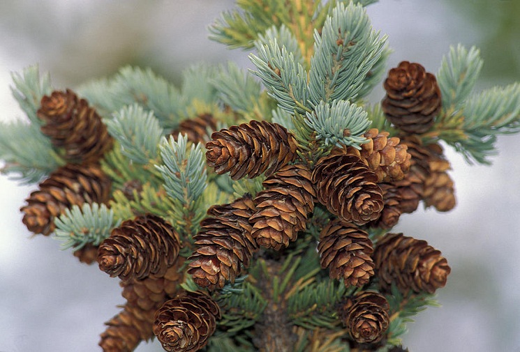 White Spruce (Picea glauca) Tree Facts, Habitat, Uses, Pictures