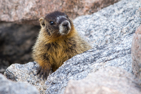 Yellow Bellied Marmot (Rock Chuck) Facts, Habitat, Diet, Pictures
