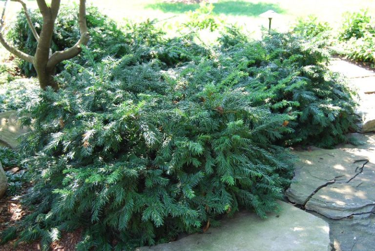 English Yew Tree Facts, Identification, Habitat, Wood, Pictures