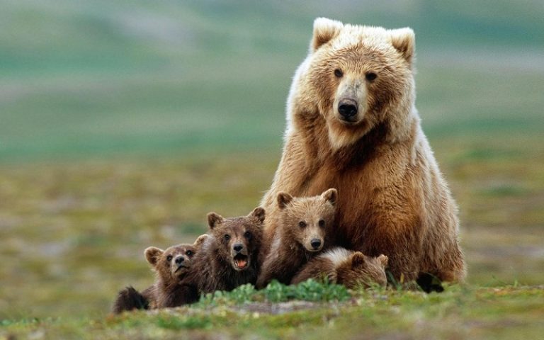 Himalayan Brown Bear: Critically Endangered Carnivore