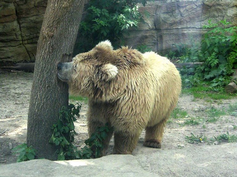 Himalayan Brown Bear: Critically Endangered Carnivore