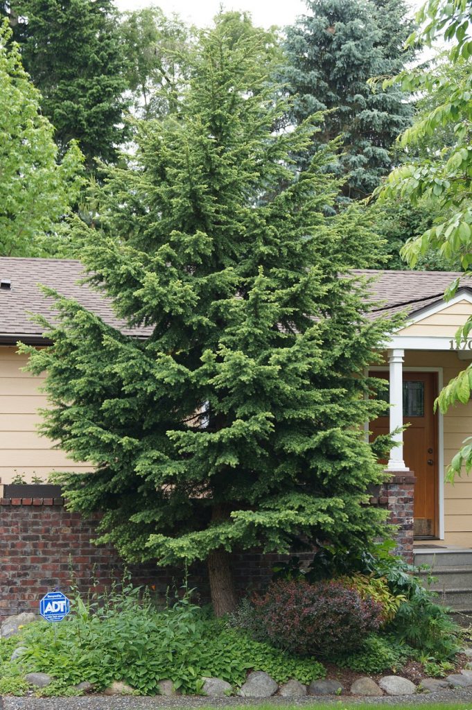 Mountain Hemlock Facts, Distribution, Growth Rate, Pictures