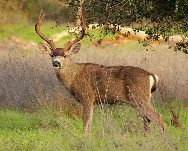 Columbian Blacktail Deer