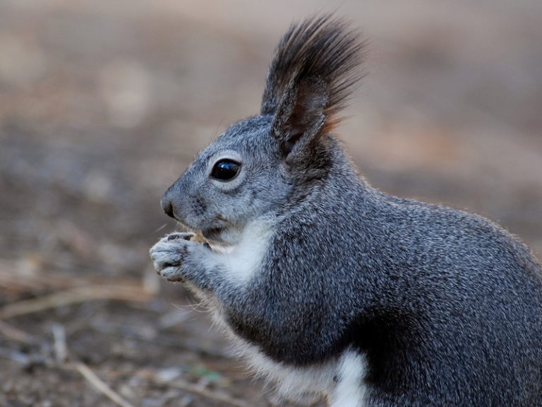 Abert's Squirrel Facts, Range, Sounds, Diet, Pictures