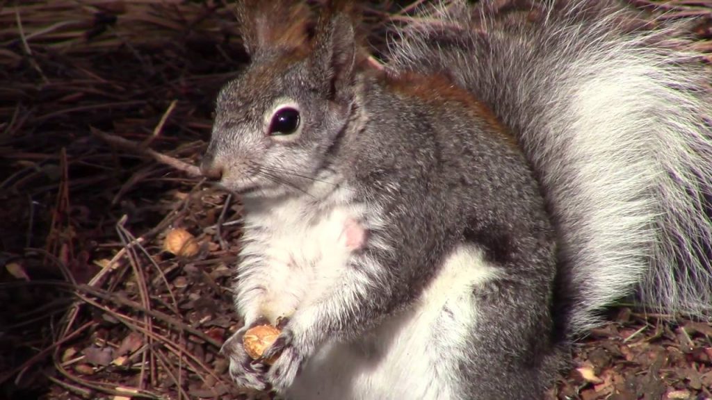 Abert's Squirrel: Agile Tree Dweller with Unique Mating Habits