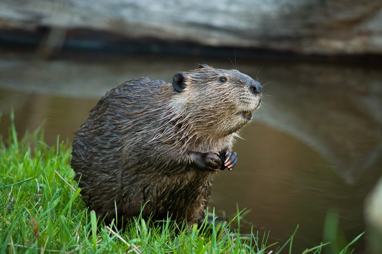 North American Beaver Facts Distribution Diet Pictures 