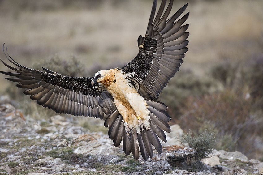 Bearded Vulture Wings