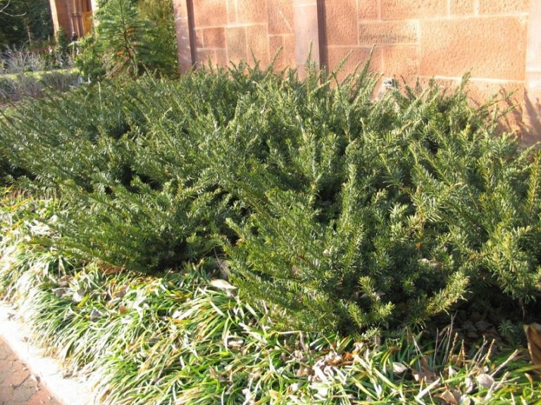 Japanese Plum Yew Facts, Growth Rate, Cultivars, Pictures