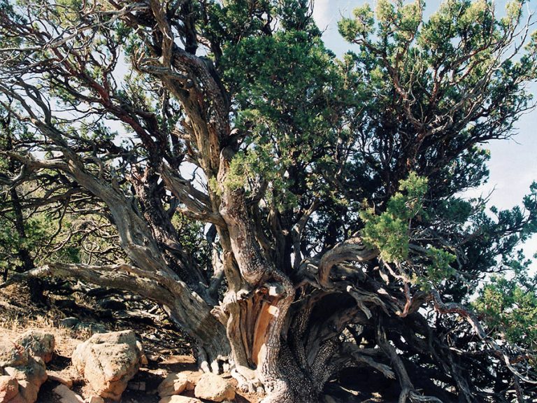 Alligator Juniper Facts, Lifespan, Growth Rate, Conditions, Pictures