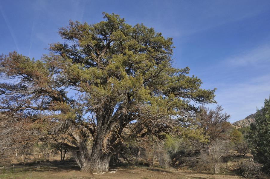 Types Of Juniper Trees In Arizona