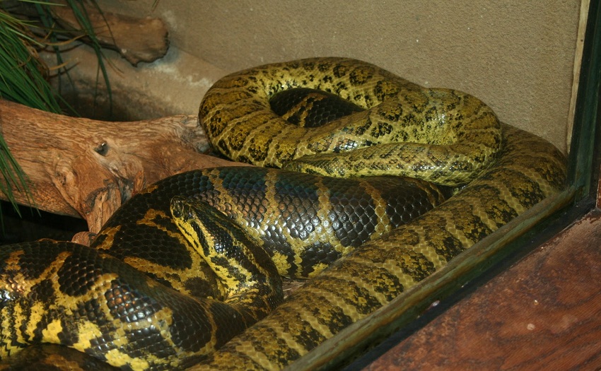 Anaconda Size