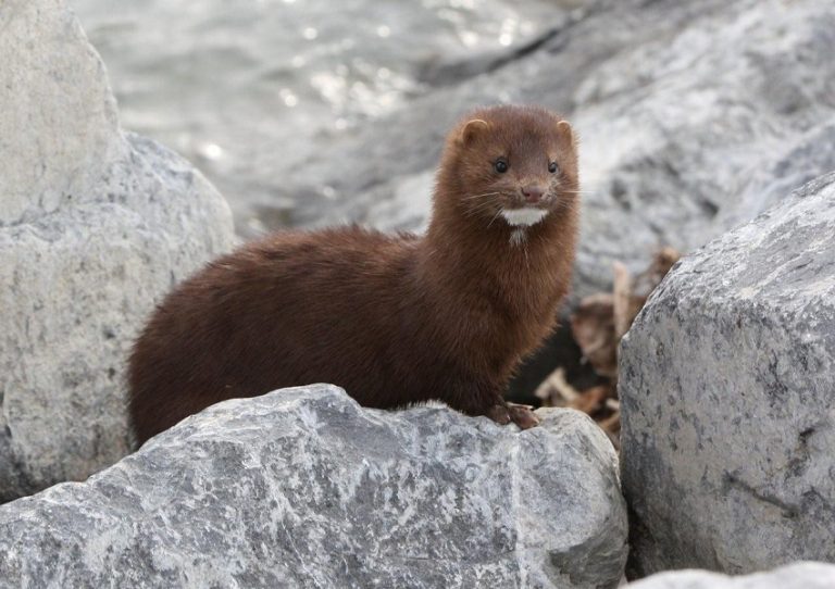 American Mink Facts, Habitat, Diet, Pictures Coniferous Forest