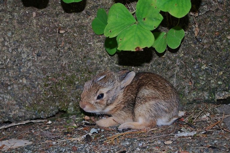 Brush Rabbit Facts, Distribution, Habitat, Diet and Pictures
