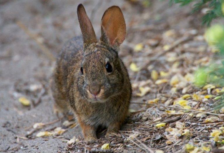 Brush Rabbit Facts, Distribution, Habitat, Diet and Pictures
