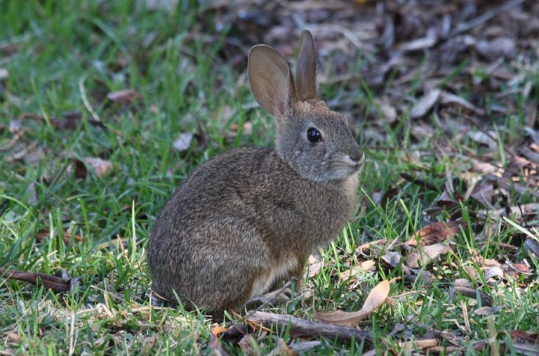 Brush Rabbit Facts, Distribution, Habitat, Diet and Pictures