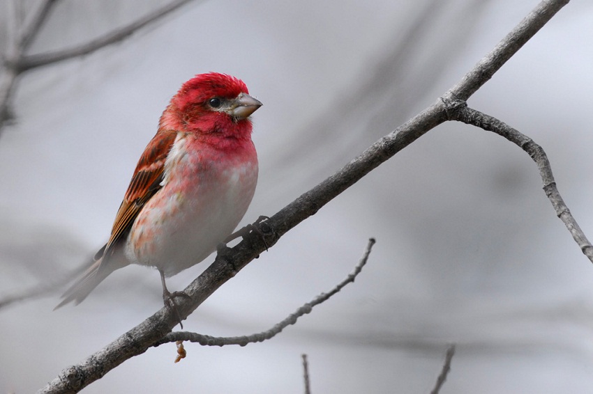Purple Finch Facts Habitat Sounds Diet And Pictures