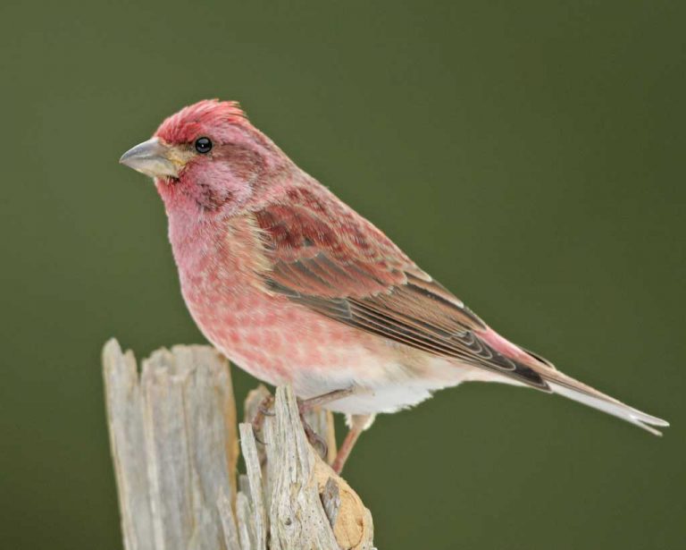 Purple Finch Facts, Habitat, Sounds, Diet, and Pictures
