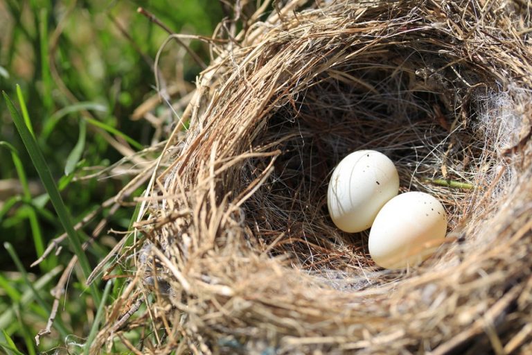 Purple Finch Facts, Habitat, Sounds, Diet, and Pictures