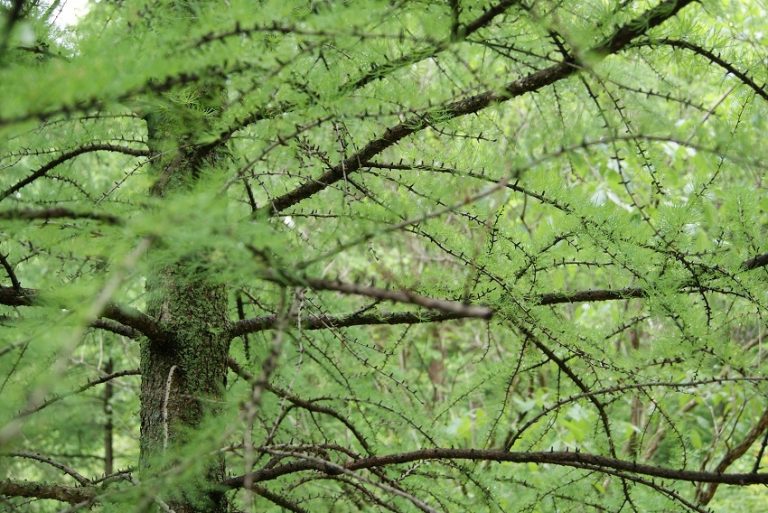 Tamarack Facts, Growth Rates, Lifespan, Pictures