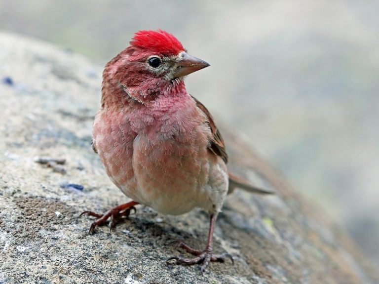Finch Talons Cassin’s Finch: Vibrant Mountain Bird with Unique Nesting Habits