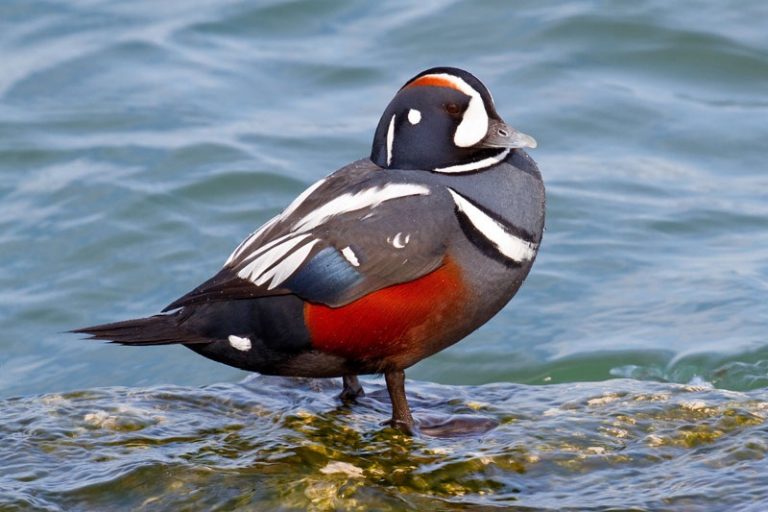 Harlequin Duck Facts, Habitat, Call, Diet, Predators, Images