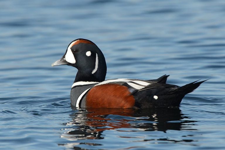 Harlequin Duck Facts, Habitat, Call, Diet, Predators, Images