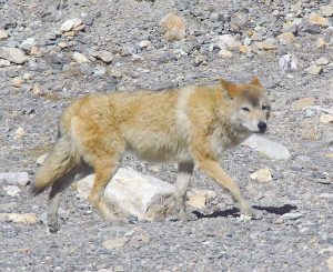 Tibetan Wolf Facts Habitat Behavior Lifespan And Pictures